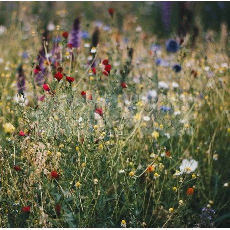 Graines Mélifère Thomas® 10 Kg 1 Graines Mélifère Thomas® 10 Kg