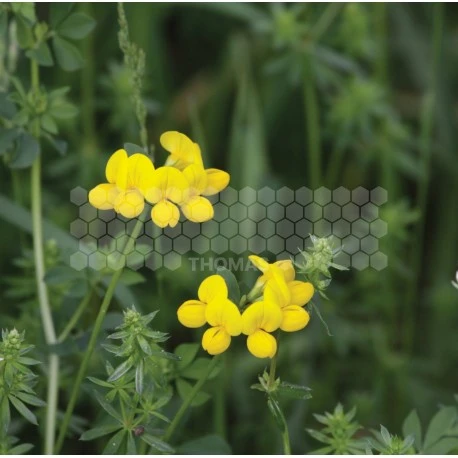 SEMENCES : LOTIER CORNICULE (LE SAC DE 5KG) 1 SEMENCES : LOTIER CORNICULE (LE SAC DE 5KG)