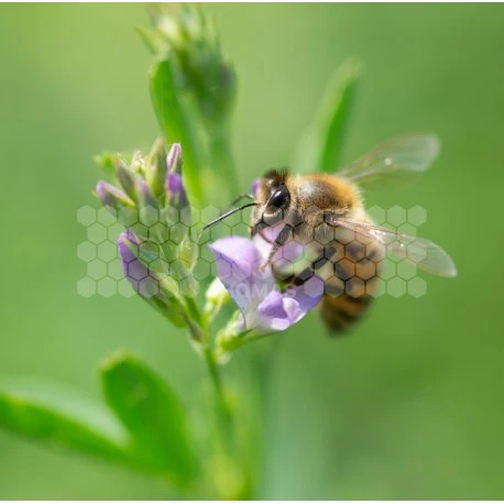 Semences Luzerne 5 Kg 1 Semences Luzerne 5 Kg