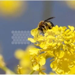 Semences Moutarde Blanche 5 Kg