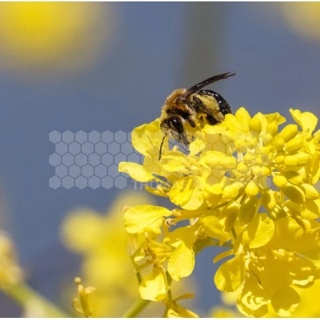 Semences Moutarde Blanche 5 Kg 1 Semences Moutarde Blanche 5 Kg