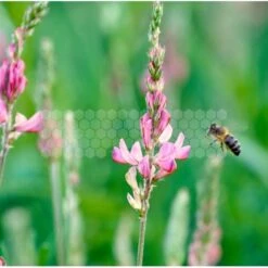 Semences Sainfoin 5 Kg