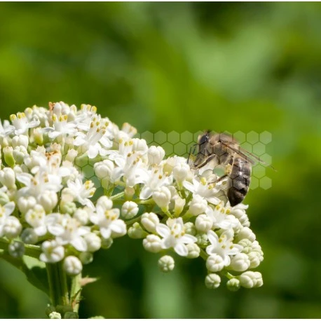 Semences Sarrasin 5 Kg 1 Semences Sarrasin 5 Kg