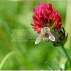 Semences Trèfle Incarnat 5 Kg
